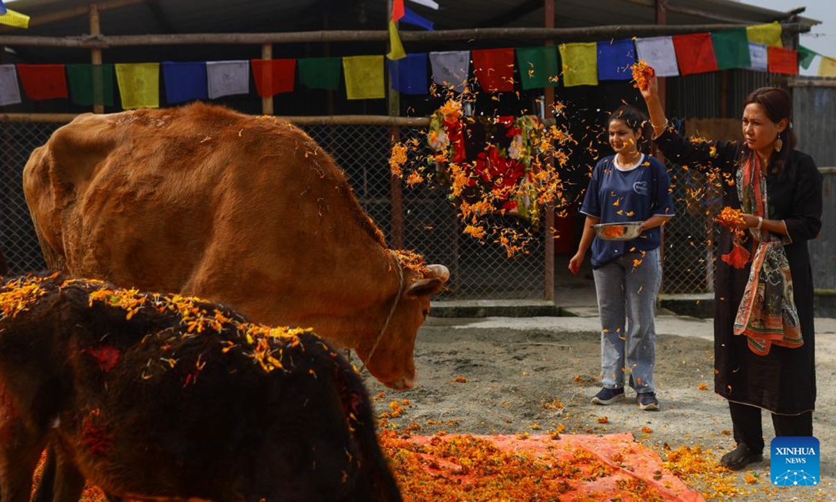 Cows are worshiped during Tihar, also known as the festival of lights, in Lalitpur, Nepal, Nov. 2, 2024. (Photo: Xinhua)