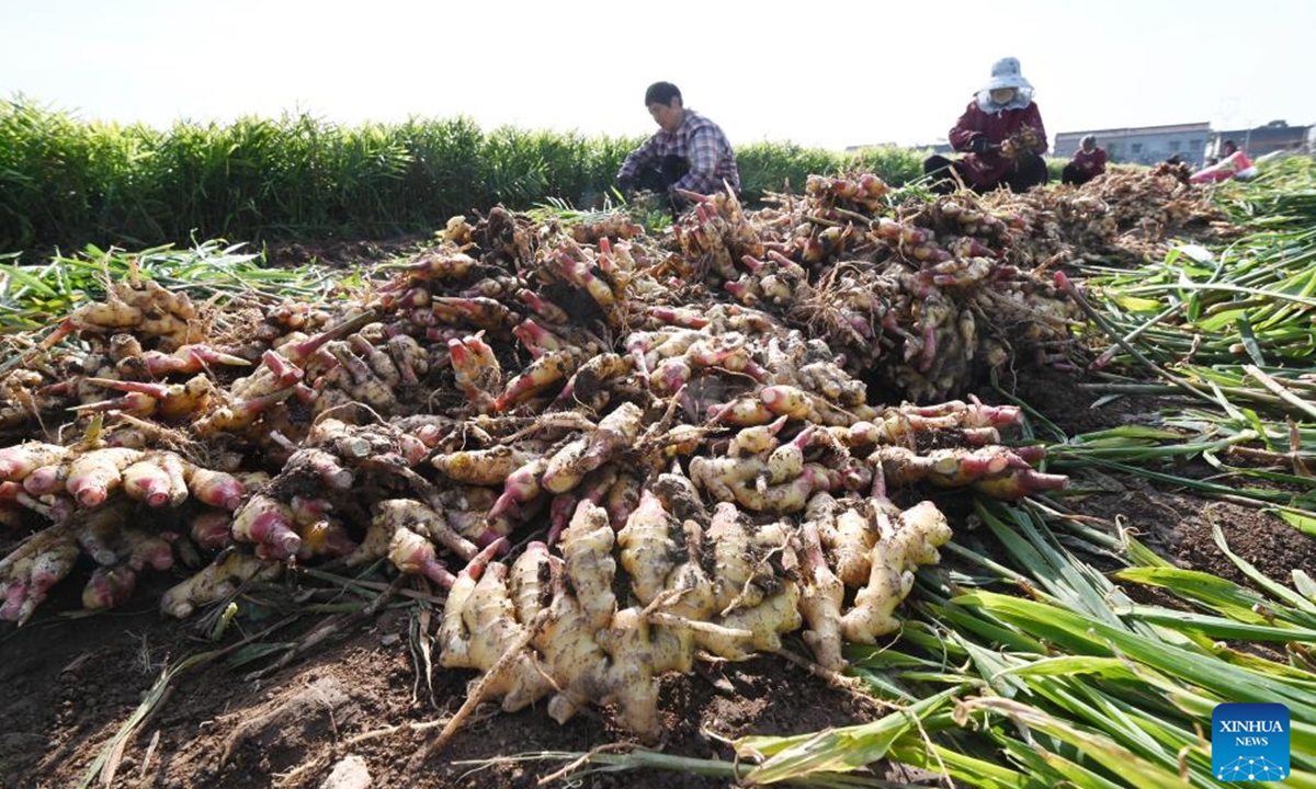 Farmers harvest ginger in Mazhuang Village of Shanwangzhuang Town in Qinyang, central China's Henan Province, Nov. 1, 2024.  (Photo: Xinhua)