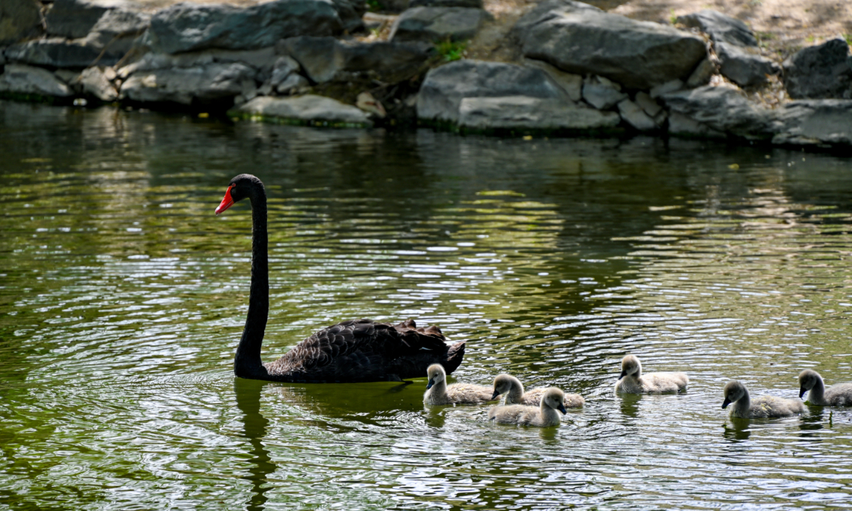 Black swans at Yuanmingyuan, or the Old Summer Palace in Beijing Photo: IC