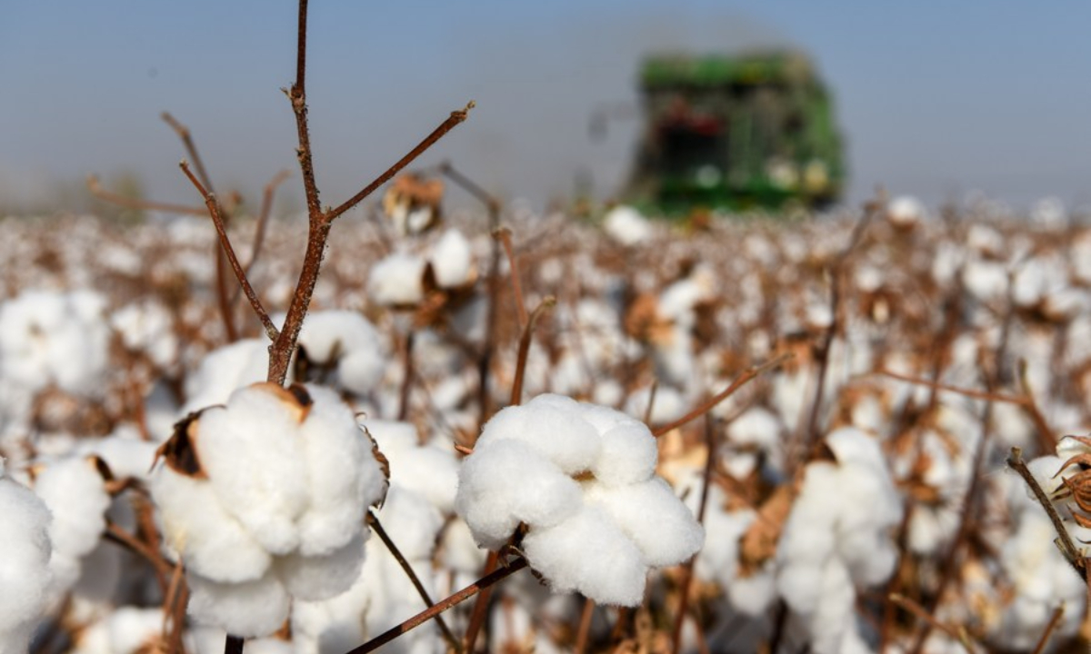 A cotton harvesting machine works in a field in Manas County, Hui Autonomous Prefecture of Changji, northwest China's Xinjiang Uygur Autonomous Region. Photo:Xinhua