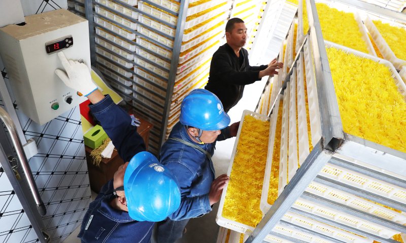 Workers check drying equipment at a processing workshop for golden chrysanthemums in Peizhuang village, Central China's Henan Province, on November 6, 2024. Recently, as golden chrysanthemums in Peizhuang entered the harvesting period, farmers were busy picking, sorting and drying the flowers to make tea. Golden chrysanthemums and winter jujube are characteristic agricultural industries developed in Peizhuang village to increase farmers' income. Photo: cnsphoto