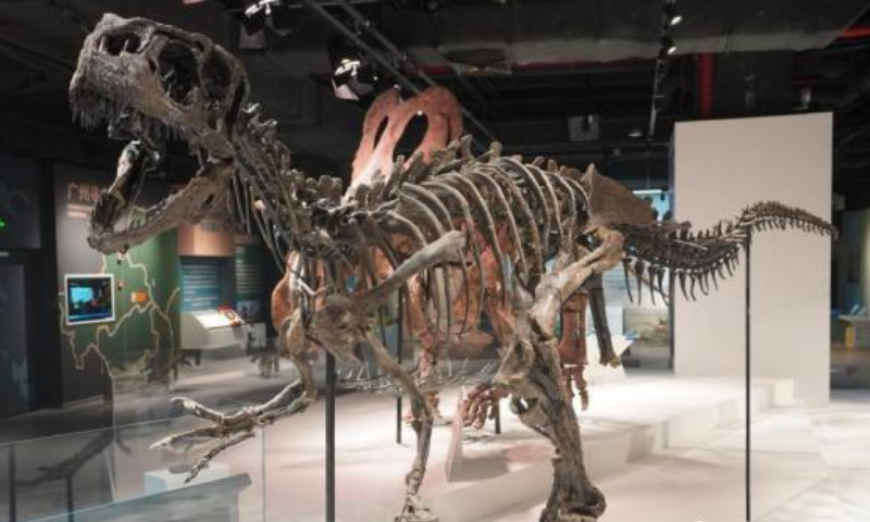 An Allosaurus fossil displayed at Guangzhou Grandview Museum of Natural Science Photo: Courtesy of Guangzhou Grandview Museum of Natural Science