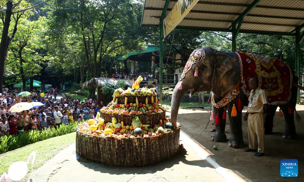 Momo, a renowned female Asian elephant at the Yangon Zoological Gardens, celebrates her 71st birthday in Yangon, Myanmar, Nov. 3, 2024. The festivities, held from Nov. 1 to 3, included a variety of activities such as a music show, talk show, and games, culminating in a special birthday cake prepared for her on Nov. 3.  (Photo: Xinhua)