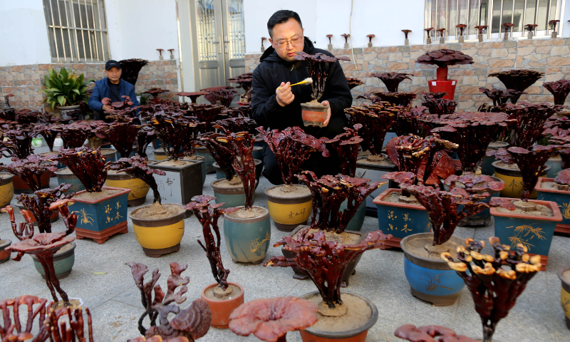 Farmers craft glossy ganoderma bonsai at a plantation in Lianyungang, East China's Jiangsu Province on November 27, 2024. The plantation planted 3.3 hectares of glossy ganoderma this year, with an annual output of 30 tons. Glossy ganoderma bonsai and ganoderma spore powder are popular products in the Chinese market. Photo: VCG