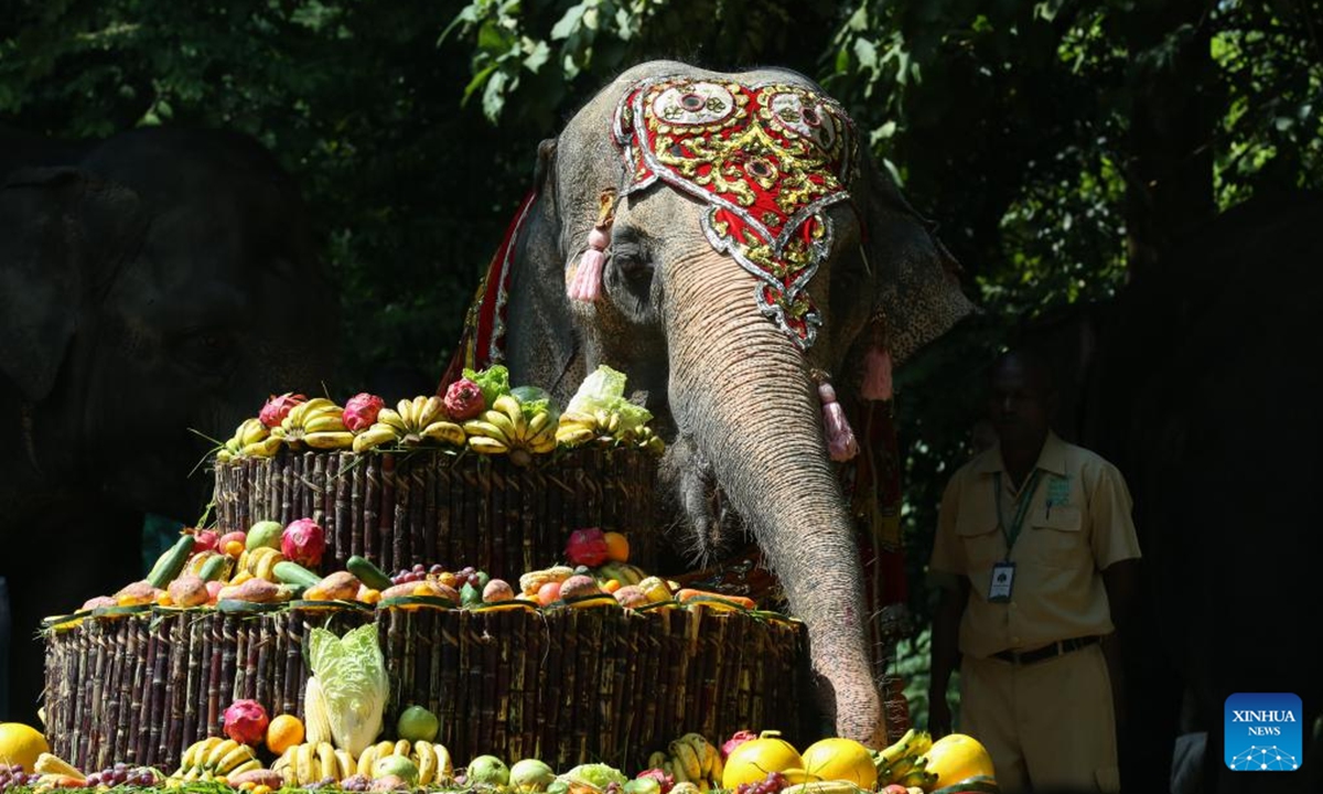 Momo, a renowned female Asian elephant at the Yangon Zoological Gardens, celebrates her 71st birthday in Yangon, Myanmar, Nov. 3, 2024. The festivities, held from Nov. 1 to 3, included a variety of activities such as a music show, talk show, and games, culminating in a special birthday cake prepared for her on Nov. 3. (Photo: Xinhua)