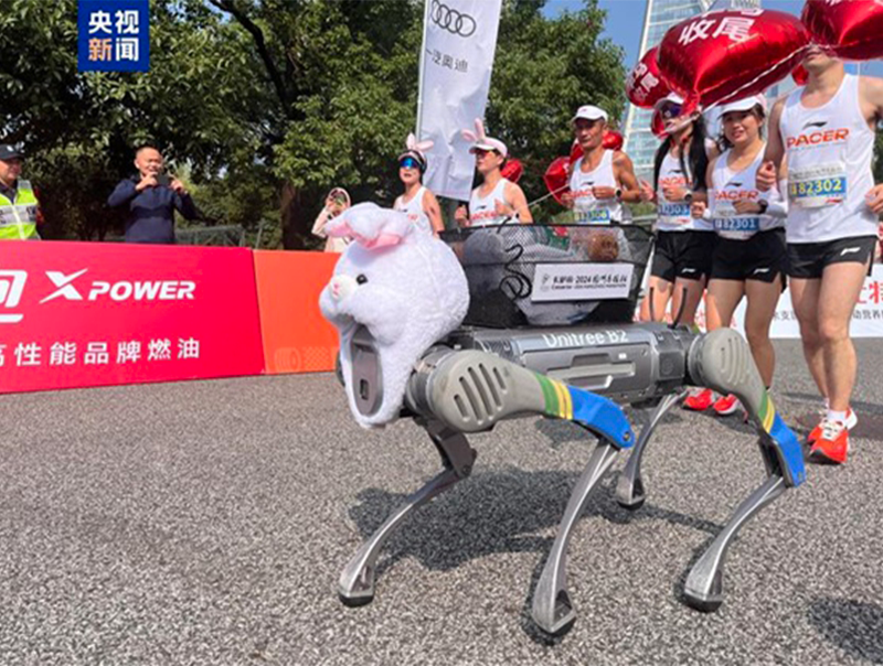 B2, a four-legged robot, makes its debut as an official assistant at the 2024 Hangzhou Marathon on November 3, 2024. Photo: Screenshot from China Central Television