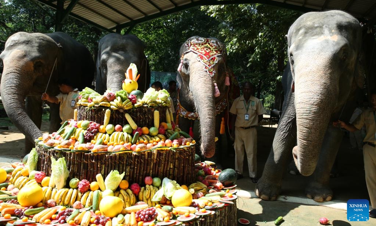 Momo (2nd R), a renowned female Asian elephant at the Yangon Zoological Gardens, celebrates her 71st birthday in Yangon, Myanmar, Nov. 3, 2024. The festivities, held from Nov. 1 to 3, included a variety of activities such as a music show, talk show, and games, culminating in a special birthday cake prepared for her on Nov. 3.  (Photo: Xinhua)