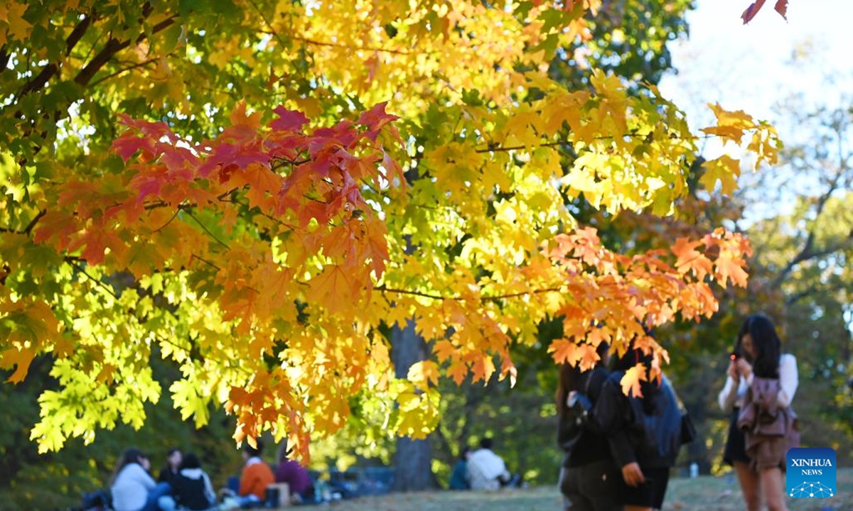 People pose for photos in front of a tree ablaze with fall foliage at Central Park in New York, the United States, on Nov. 2, 2024. (Photo: Xinhua)