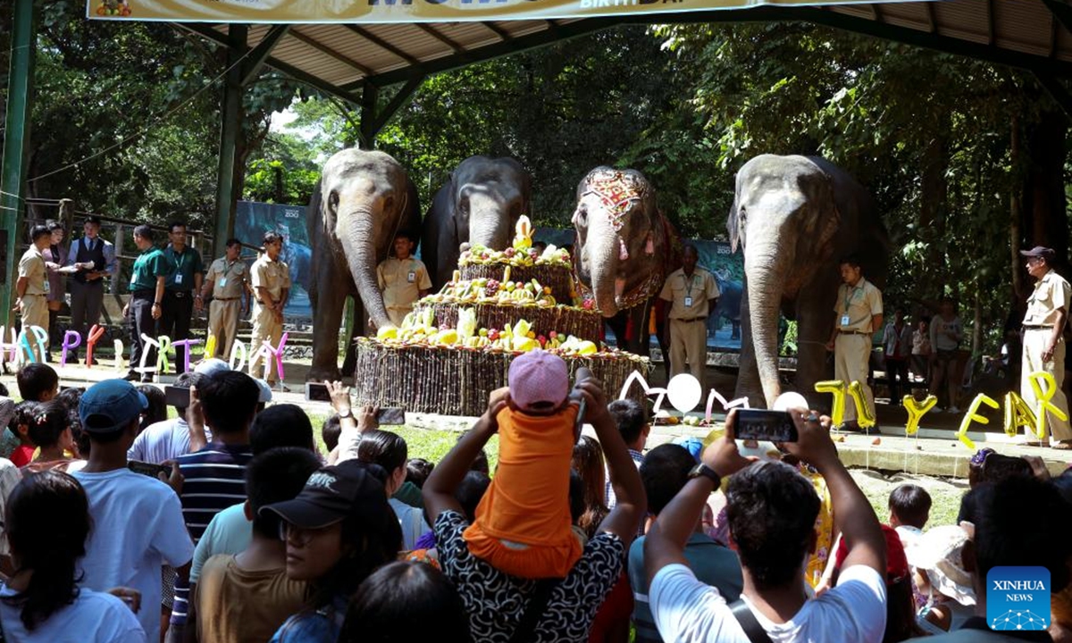 Momo (2nd R), a renowned female Asian elephant at the Yangon Zoological Gardens, celebrates her 71st birthday in Yangon, Myanmar, Nov. 3, 2024. The festivities, held from Nov. 1 to 3, included a variety of activities such as a music show, talk show, and games, culminating in a special birthday cake prepared for her on Nov. 3. (Photo: Xinhua)