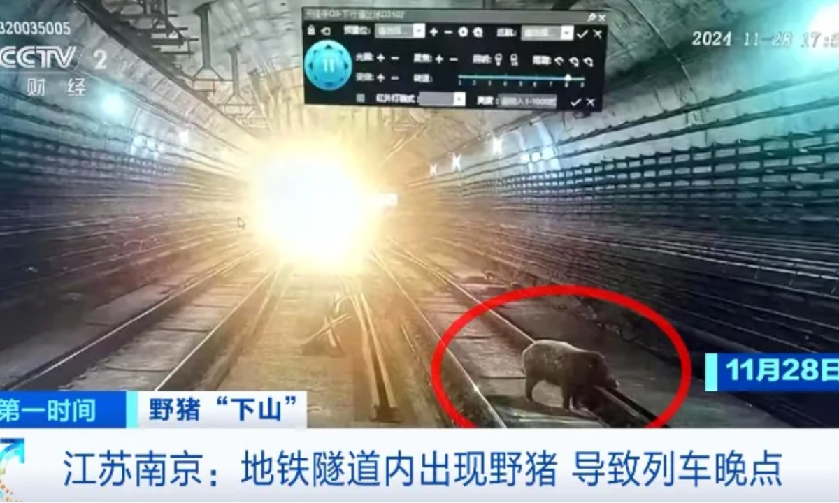 A wild boar appears in the subway tunnel of metro Line 1 in Nanjing, East China’s Jiangsu Province, on November 28, 2024, causing train delays in both directions. Photo: CCTV