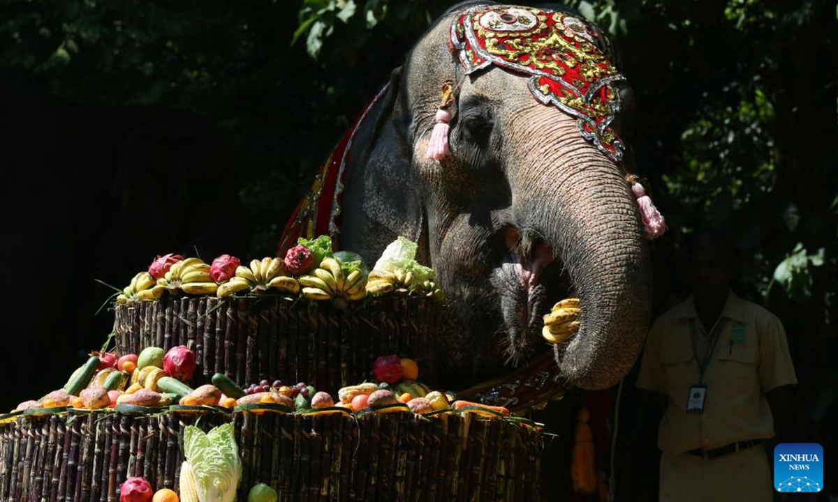 Momo, a renowned female Asian elephant at the Yangon Zoological Gardens, celebrates her 71st birthday in Yangon, Myanmar, Nov. 3, 2024. The festivities, held from Nov. 1 to 3, included a variety of activities such as a music show, talk show, and games, culminating in a special birthday cake prepared for her on Nov. 3.  (Photo: Xinhua)