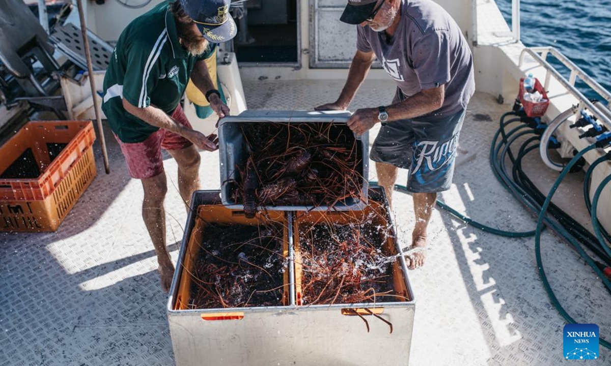 File photo shows fishermen unloading graded catch into holding tanks with fresh sea water and oxygen to keep rock lobsters healthy on a boat in Western Australia. The Geraldton Fishermen's Co-operative (GFC) will attend the upcoming China International Import Expo (CIIE) in east China's Shanghai.

Since its establishment in 1950, GFC has been focused on the export of Western rock lobster. (Photo: Xinhua)