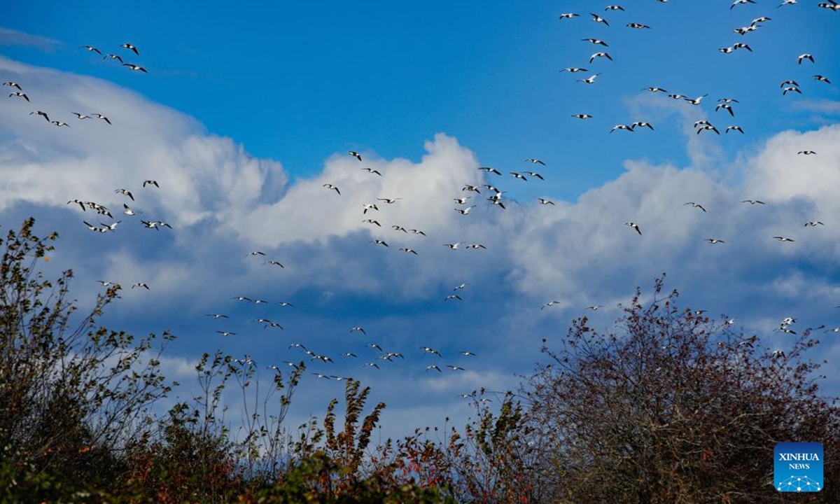 Migrating snow geese fly over Garry Point Park, in Richmond, British Columbia, Canada, Nov. 4, 2024. (Photo: Xinhua)