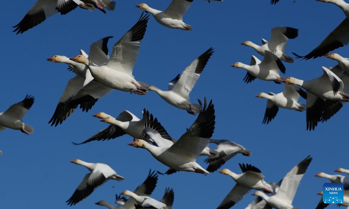 Migrating snow geese fly over Garry Point Park, in Richmond, British Columbia, Canada, Nov. 4, 2024. (Photo: Xinhua)