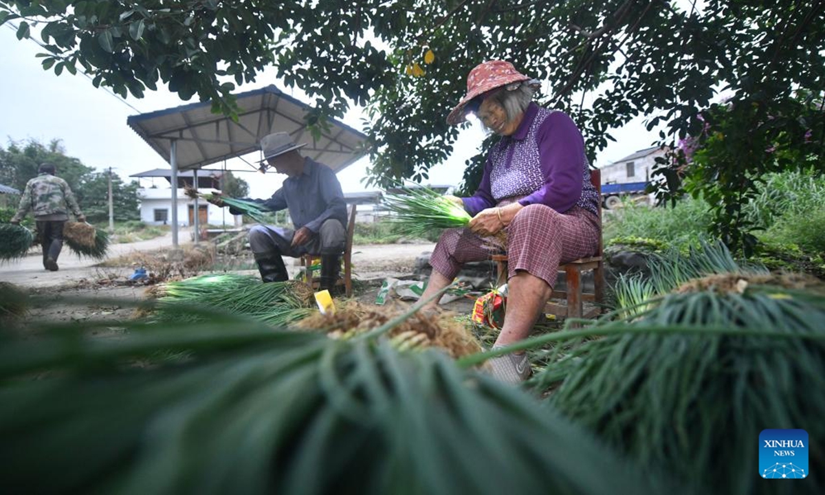 Villagers sort green onions in Jueshan Village of Liujiang District in Liuzhou City, south China's Guangxi Zhuang Autonomous Region, Oct. 20, 2024.

Jueshan Village has in recent years committed to planting green onions, with a planting area of 8,000 mu (about 533 hectares). More than 1,000 households have been engaged in cultivating green onions, generating an annual output value of 150 million yuan (about 21.13 million U.S. dollars). (Photo: Xinhua)