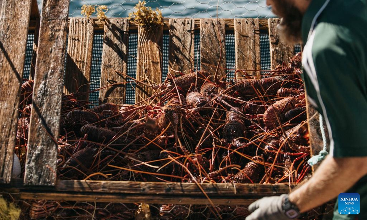 File photo shows fishermen unloading graded catch into holding tanks with fresh sea water and oxygen to keep rock lobsters healthy on a boat in Western Australia. The Geraldton Fishermen's Co-operative (GFC) will attend the upcoming China International Import Expo (CIIE) in east China's Shanghai.

Since its establishment in 1950, GFC has been focused on the export of Western rock lobster. (Photo: Xinhua)