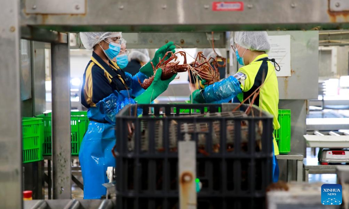 Staff members check the size of rock lobsters at the Welshpool live lobster facility of the Geraldton Fishermen's Co-operative (GFC) in Perth, Australia, Oct. 24, 2024. The Geraldton Fishermen's Co-operative (GFC) will attend the upcoming China International Import Expo (CIIE) in east China's Shanghai.

Since its establishment in 1950, GFC has been focused on the export of Western rock lobster.(Photo: Xinhua)