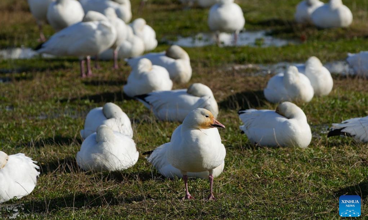 Migrating snow geese fly over Garry Point Park, in Richmond, British Columbia, Canada, Nov. 4, 2024. (Photo: Xinhua)