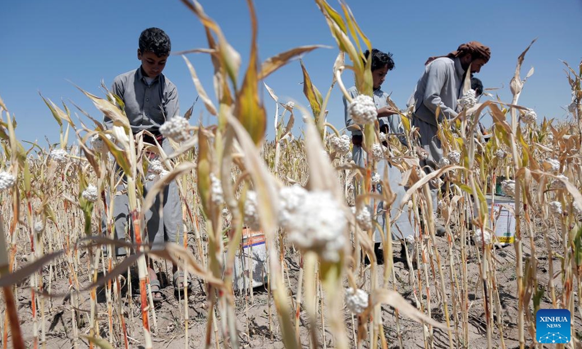 A boy harvests sorghum on the outskirts of Sanaa, Yemen, Nov. 4, 2024. (Photo: Xinhua)