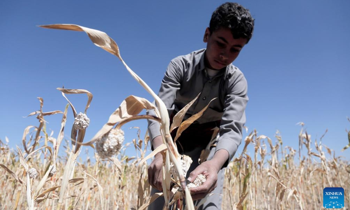 A boy harvests sorghum on the outskirts of Sanaa, Yemen, Nov. 4, 2024. (Photo: Xinhua)