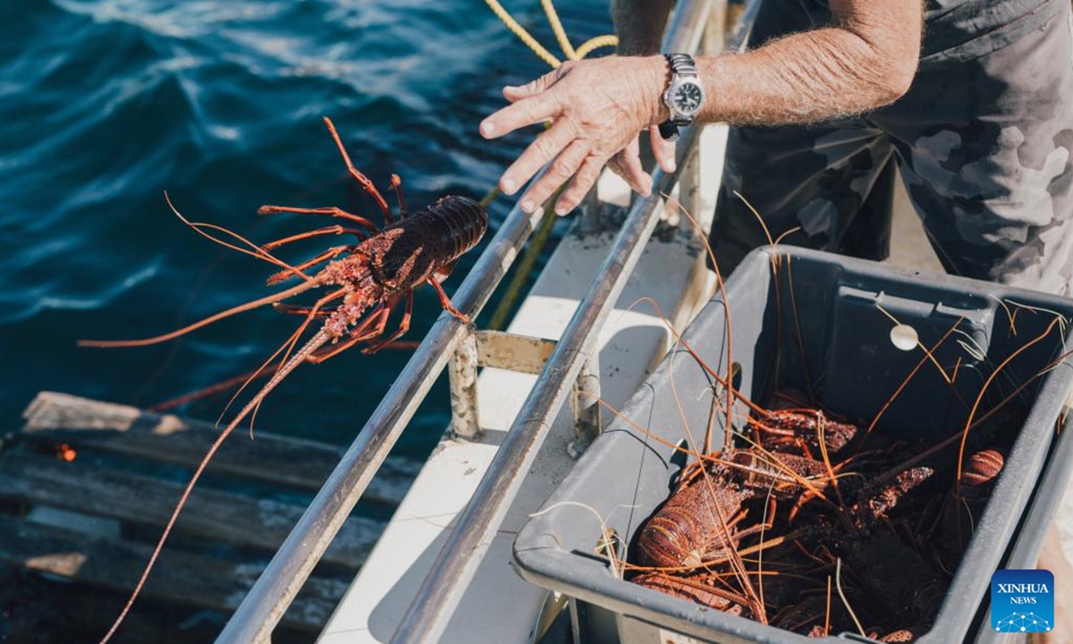 File photo shows a fisherman grading rock lobster catch near Abrolhos Islands, Australia. The Geraldton Fishermen's Co-operative (GFC) will attend the upcoming China International Import Expo (CIIE) in east China's Shanghai.

Since its establishment in 1950, GFC has been focused on the export of Western rock lobster.(Photo: Xinhua)