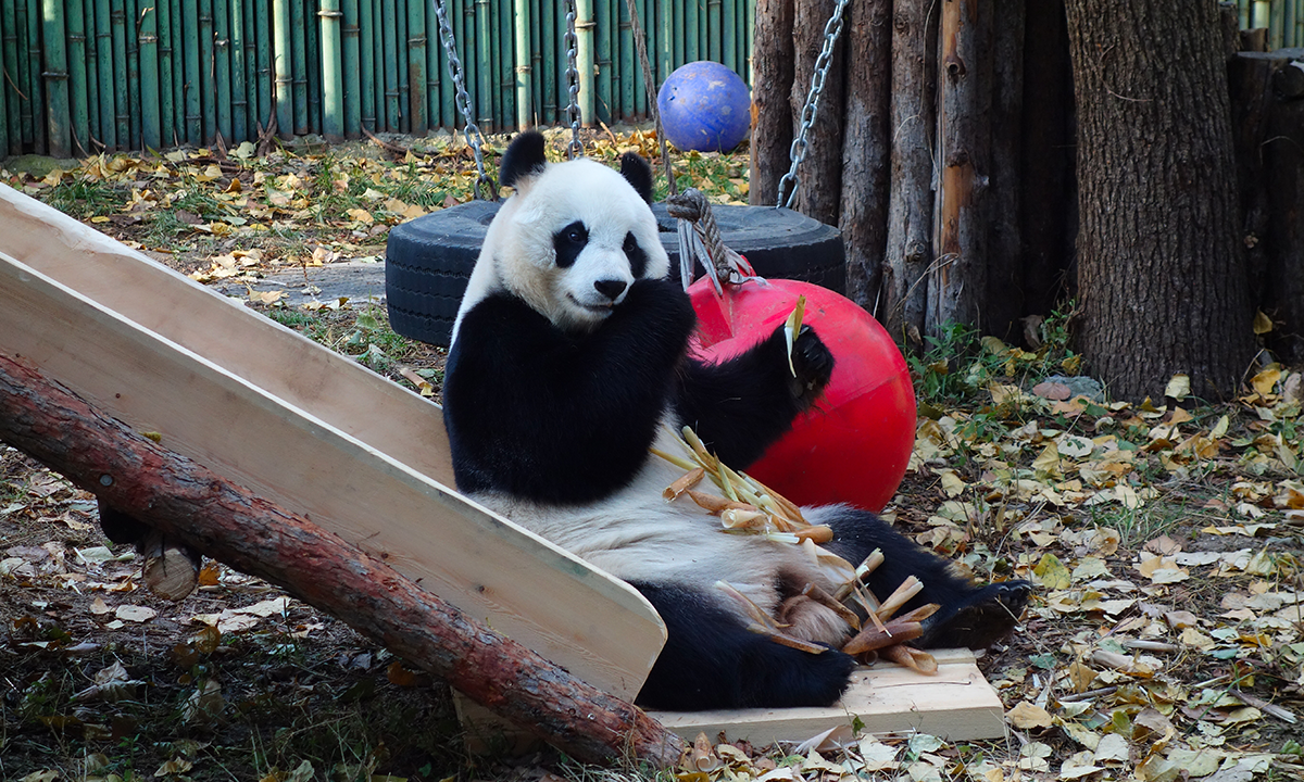 A giant panda enjoys a slide and munches on bamboo shoots at the newly renovated Panda House of Beijing Zoo on November 5, 2024. Photo: VCG