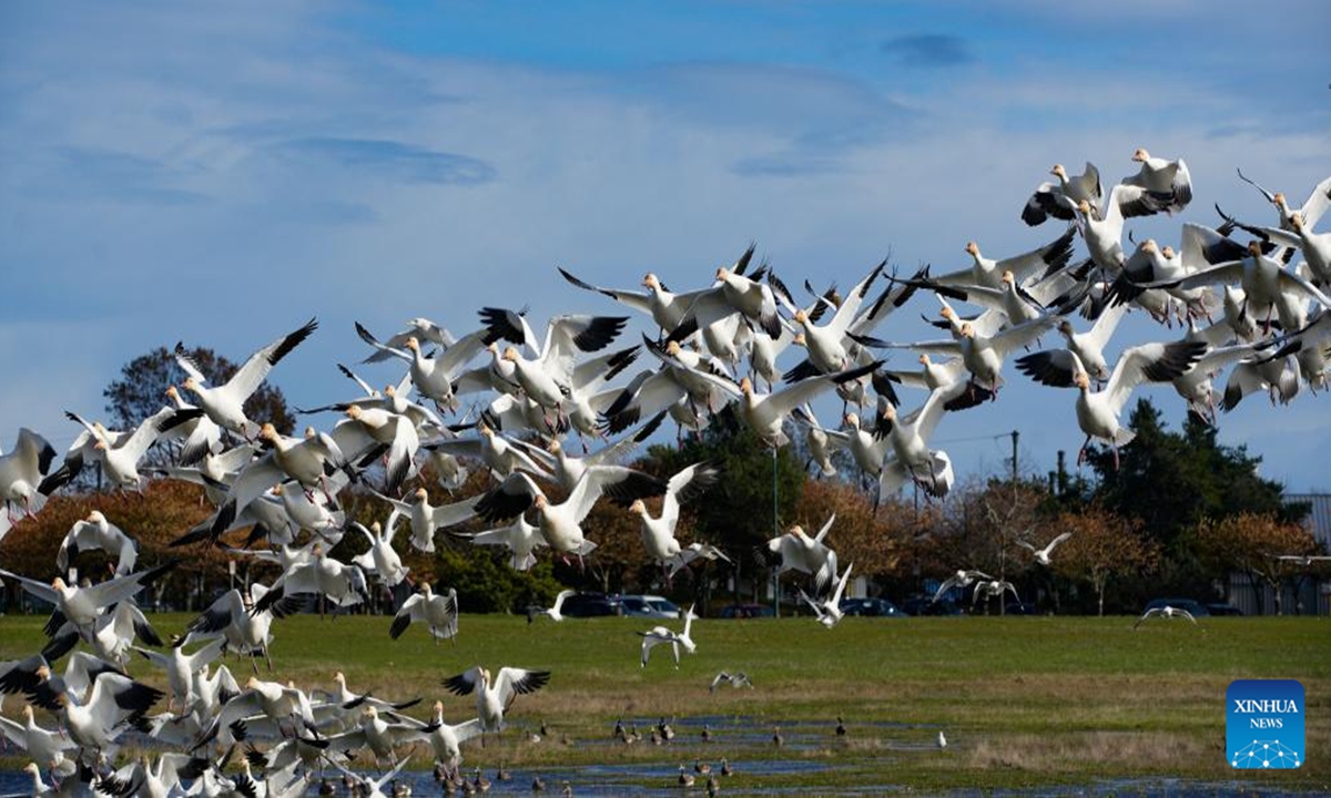 Migrating snow geese fly over Garry Point Park, in Richmond, British Columbia, Canada, Nov. 4, 2024. (Photo: Xinhua)