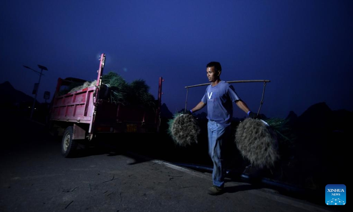 A villager shoulders harvested green onions in Jueshan Village of Liujiang District in Liuzhou City, south China's Guangxi Zhuang Autonomous Region, Oct. 27, 2024.

Jueshan Village has in recent years committed to planting green onions, with a planting area of 8,000 mu (about 533 hectares). More than 1,000 households have been engaged in cultivating green onions, generating an annual output value of 150 million yuan (about 21.13 million U.S. dollars). (Photo: Xinhua)