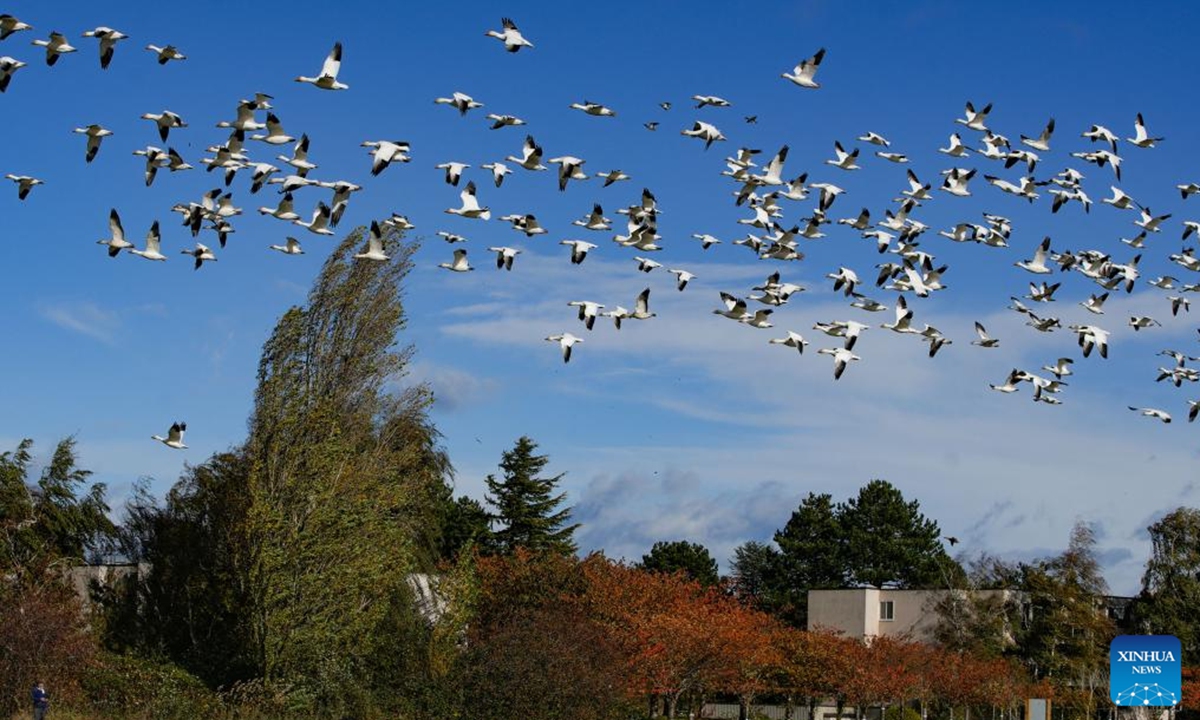 Migrating snow geese fly over Garry Point Park, in Richmond, British Columbia, Canada, Nov. 4, 2024. (Photo: Xinhua)