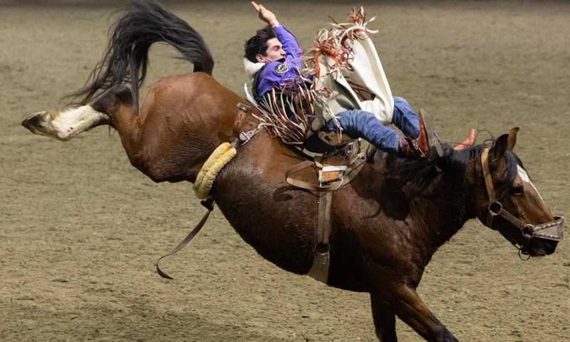 Cowboy Spencer Parker competes during the Bareback Bronc Riding competition of the Royal Rodeo at the 2024 Royal Horse Show in Toronto, Canada, on Nov. 10, 2024. (Photo by Zou Zheng/Xinhua)