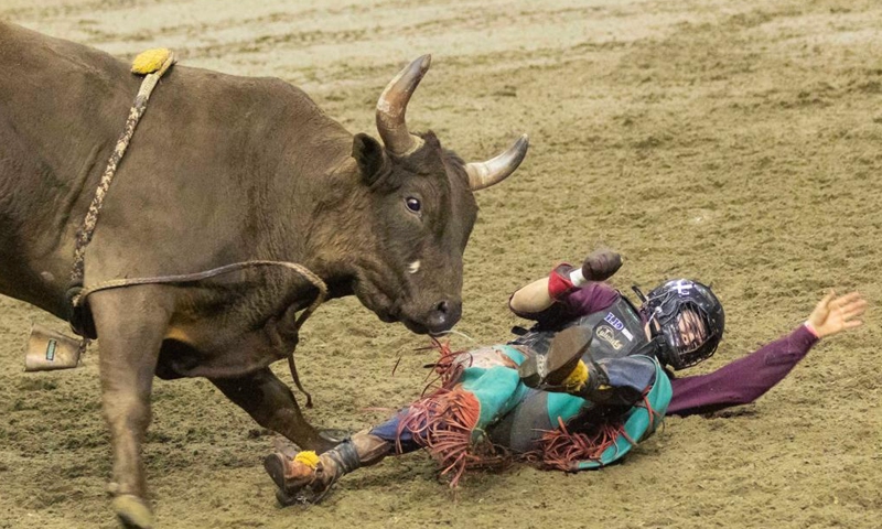 Cowboy Tristan Fournier falls from his bull during the Bull Riding competition of the Royal Rodeo at the 2024 Royal Horse Show in Toronto, Canada, on Nov. 10, 2024. (Photo by Zou Zheng/Xinhua)