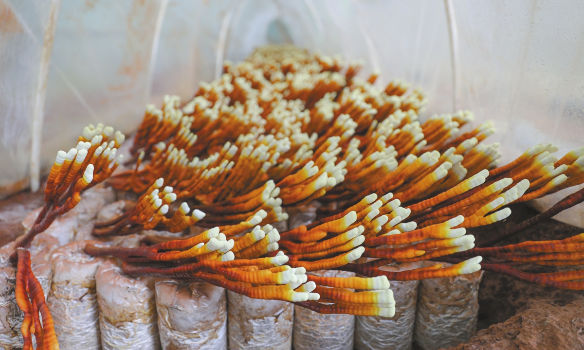 Mushrooms cultivated at the the China-Fiji Juncao Technology Demonstration Center Photo: Wang Yunsong