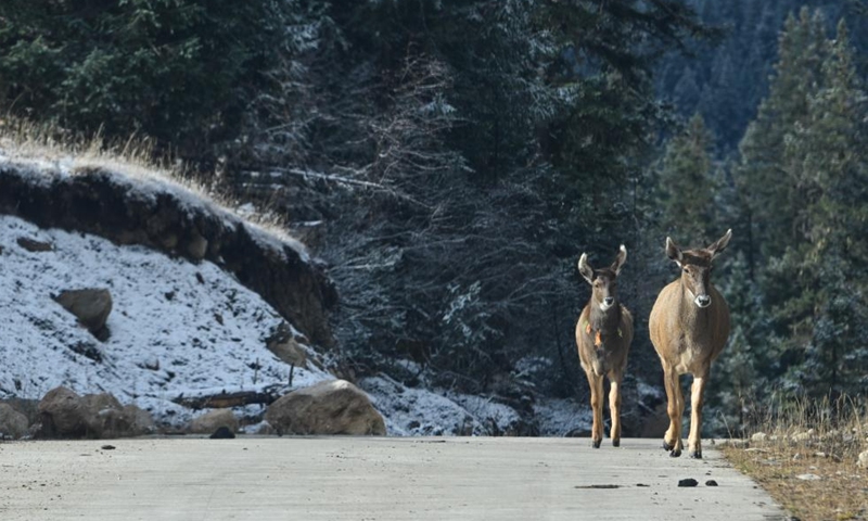 Two white-lipped deer are pictured in Duopugou scenic spot in Dege County of Garze Tibetan Autonomous Prefecture, southwest China's Sichuan Province, Nov. 4, 2024. The Duopugou scenic spot boasts a picturesque scenery and abundant reserve of animals and plants. (Photo: Xinhua)