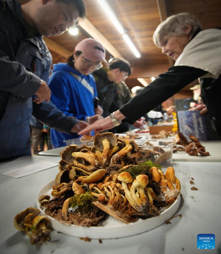 People view mushrooms at the annual mushroom show in Richmond, British Columbia, Canada, Nov. 10, 2024.

The one-day event displayed over 300 varieties of wild mushrooms. (Photo by Liang Sen/Xinhua)