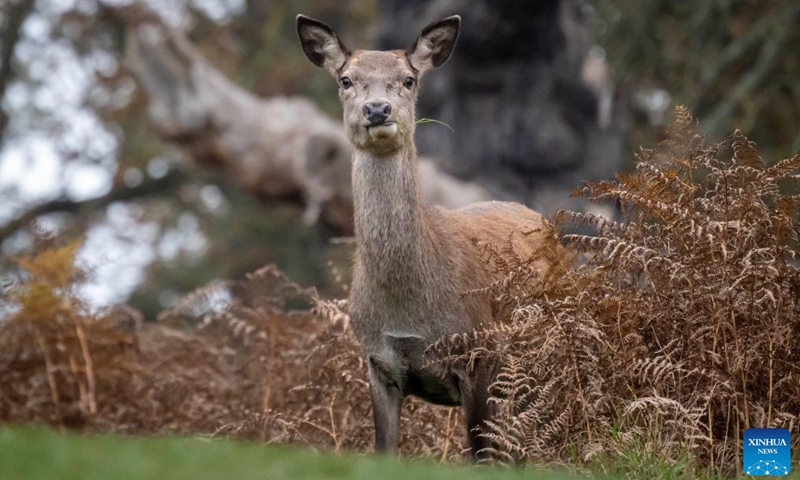 A female red deer is pictured in Richmond Park in London, Britain on Nov. 10, 2024.

Richmond Park covering an area of 2,500 acres is a National Nature Reserve and home to several hundred red and fallow deer. (Photo by Stephen Chung/Xinhua)