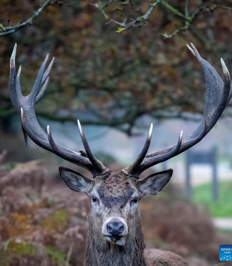 A male red deer is seen in Richmond Park in London, Britain on Nov. 10, 2024.

Richmond Park covering an area of 2,500 acres is a National Nature Reserve and home to several hundred red and fallow deer. (Photo by Stephen Chung/Xinhua)