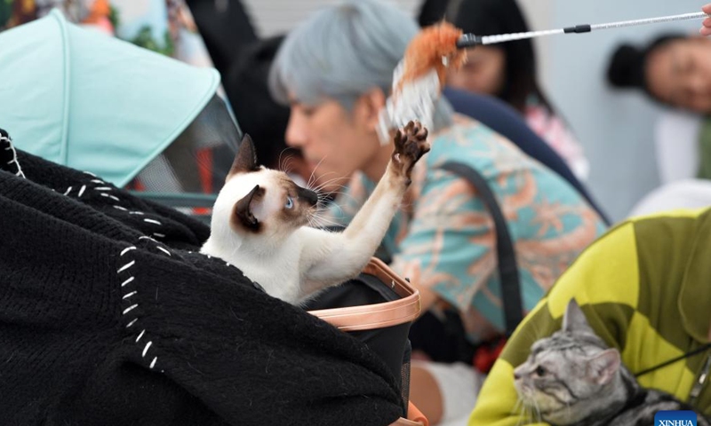 A cat is seen at the Cat Day event held at Chao Sam Phraya National Museum in Ayutthaya Province of Thailand, Nov. 10, 2024. (Xinhua/Rachen Sageamsak)