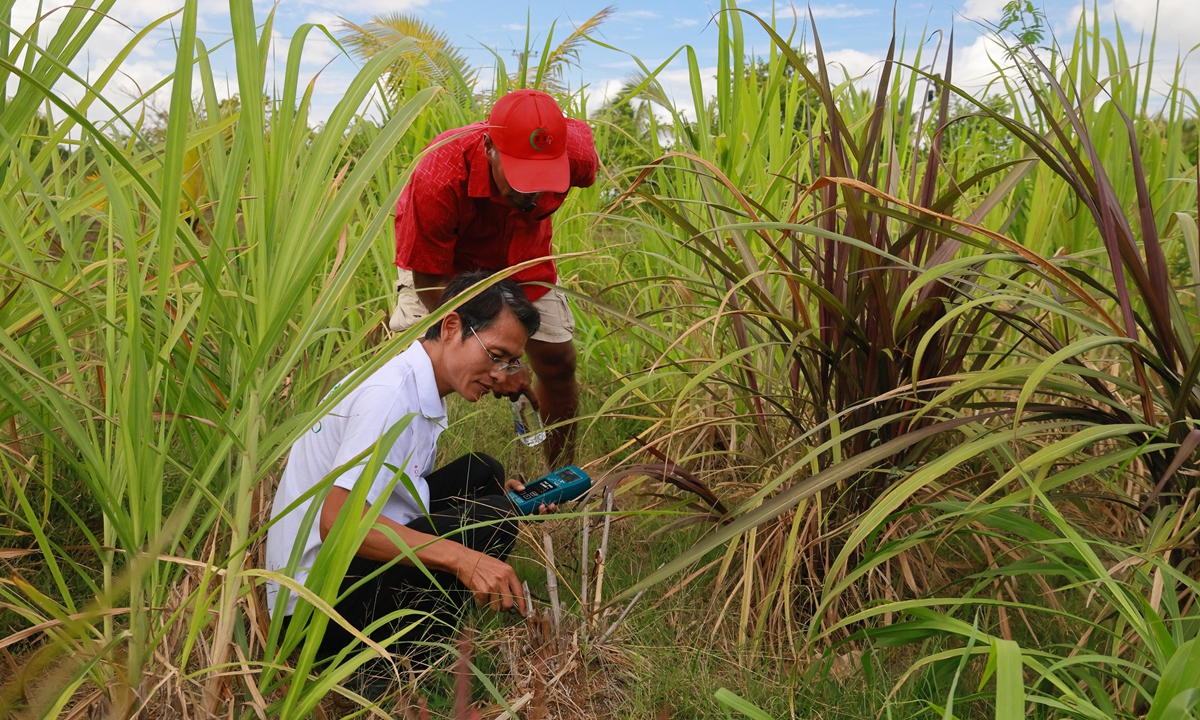 Lin Xingsheng (left), team leader of the China-Fiji Juncao Technology Demonstration Center, tests salinity levels before the treatment of saline-alkali soil by planting Juncao in Nadi, Fiji, on October 12, 2024.  Photo: Bai Yuanqi