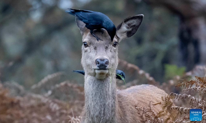 Crows perch on a female red deer in Richmond Park in London, Britain on Nov. 10, 2024.

Richmond Park covering an area of 2,500 acres is a National Nature Reserve and home to several hundred red and fallow deer. (Photo by Stephen Chung/Xinhua)