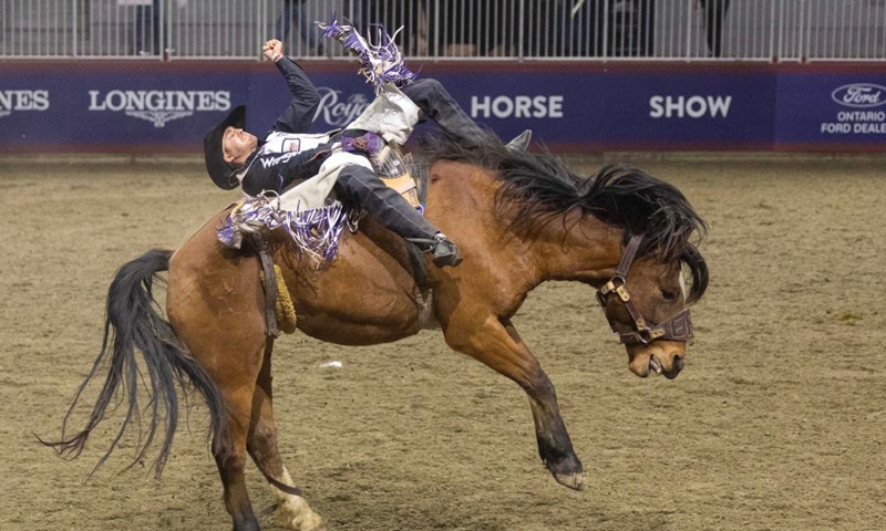 Cowboy Spur Lacasse competes during the Bareback Bronc Riding competition of the Royal Rodeo at the 2024 Royal Horse Show in Toronto, Canada, on Nov. 10, 2024. (Photo by Zou Zheng/Xinhua)