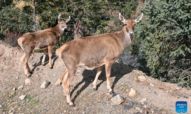 Two white-lipped deer are pictured in Duopugou scenic spot in Dege County of Garze Tibetan Autonomous Prefecture, southwest China's Sichuan Province, Nov. 4, 2024. The Duopugou scenic spot boasts a picturesque scenery and abundant reserve of animals and plants. (Photo: Xinhua)