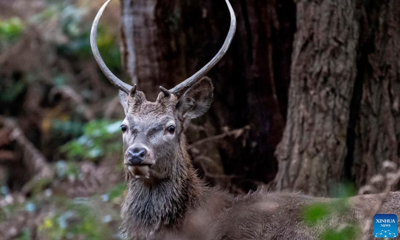 A young male red deer is seen in Richmond Park in London, Britain on Nov. 10, 2024.

Richmond Park covering an area of 2,500 acres is a National Nature Reserve and home to several hundred red and fallow deer. (Photo by Stephen Chung/Xinhua)