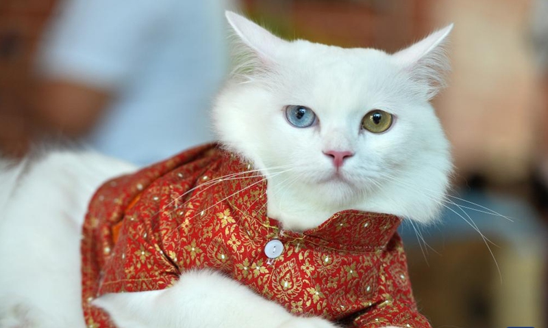 A cat in dress is seen at the Cat Day event held at Chao Sam Phraya National Museum in Ayutthaya Province of Thailand, Nov. 10, 2024. (Xinhua/Rachen Sageamsak)