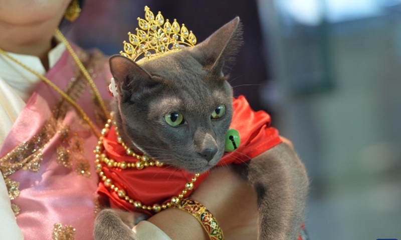 A cat in dress is seen at the Cat Day event held at Chao Sam Phraya National Museum in Ayutthaya Province of Thailand, Nov. 10, 2024. (Xinhua/Rachen Sageamsak)