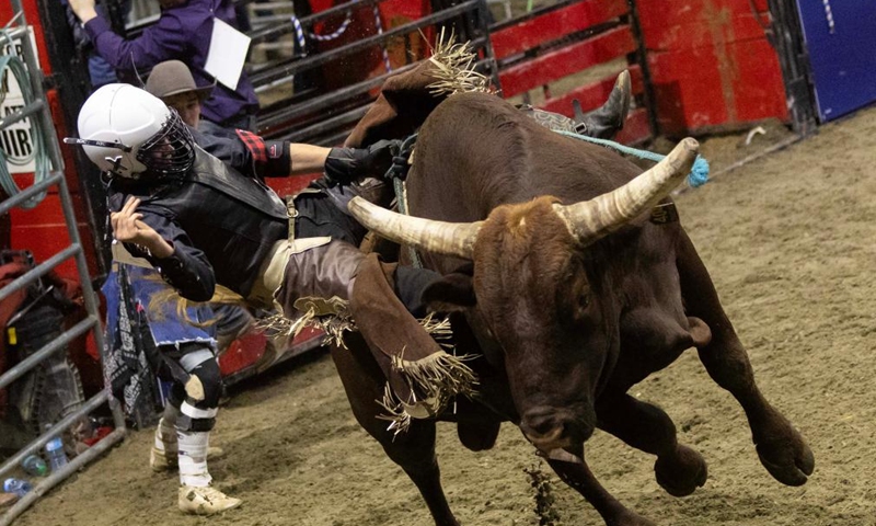 Cowboy Austin Illman competes during the Bull Riding competition of the Royal Rodeo at the 2024 Royal Horse Show in Toronto, Canada, on Nov. 10, 2024. (Photo by Zou Zheng/Xinhua)