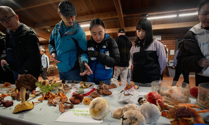 People view mushrooms at the annual mushroom show in Richmond, British Columbia, Canada, Nov. 10, 2024.

The one-day event displayed over 300 varieties of wild mushrooms. (Photo by Liang Sen/Xinhua)