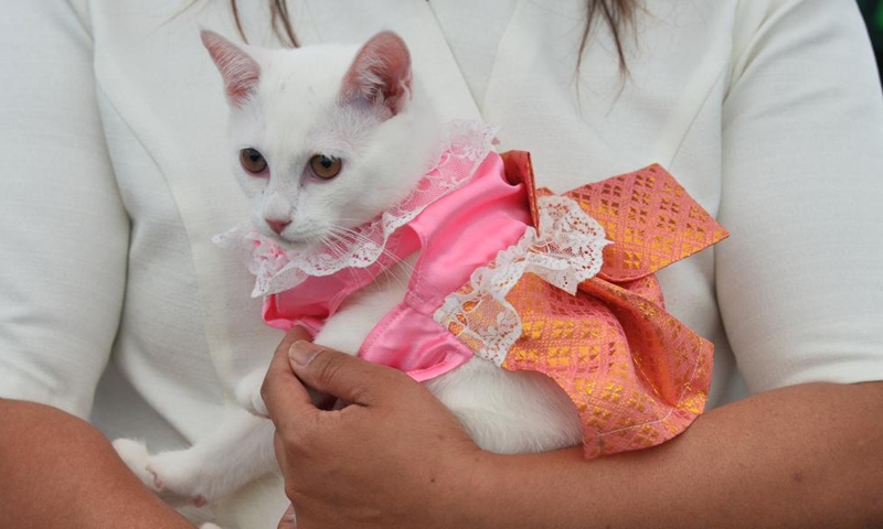 A cat in dress is seen at the Cat Day event held at Chao Sam Phraya National Museum in Ayutthaya Province of Thailand, Nov. 10, 2024. (Xinhua/Rachen Sageamsak)