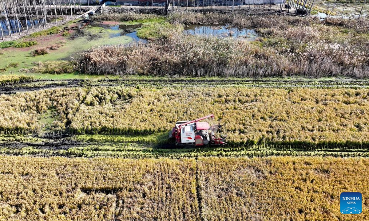 An aerial drone photo taken on Nov. 6, 2024 shows a harvester working in a paddy field in Xidoujiazhuang Village of Baichigan Town in Zhuozhou City, north China's Hebei Province.    (Photo: Xinhua)