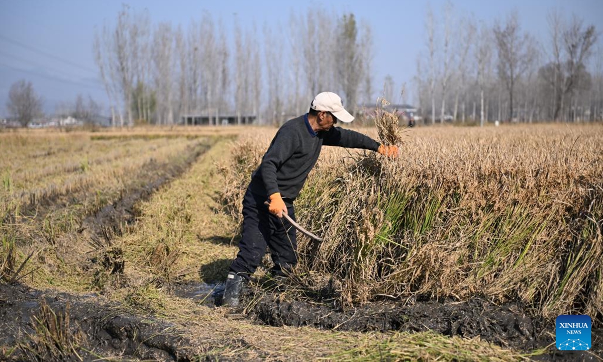 A farmer from a local planting cooperative harvests rice in a paddy field in Xidoujiazhuang Village of Baichigan Town in Zhuozhou City, north China's Hebei Province, Nov. 6, 2024.   (Photo: Xinhua)