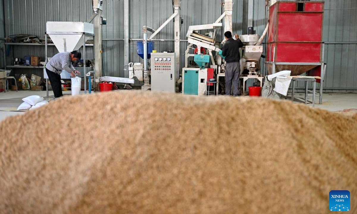 Farmers process harvested rice at a family farm in Zhuozhou City, north China's Hebei Province, Nov. 6, 2024.    (Photo: Xinhua)